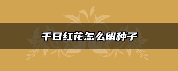 千日红花怎么留种子