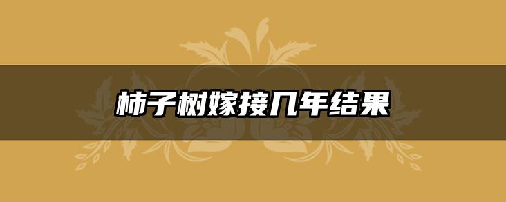 柿子树嫁接几年结果