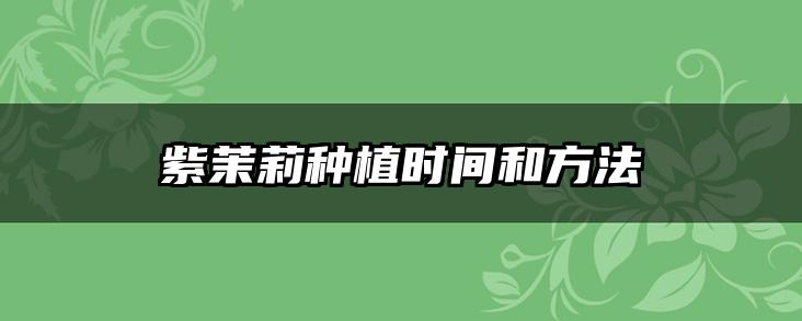 紫茉莉种植时间和方法