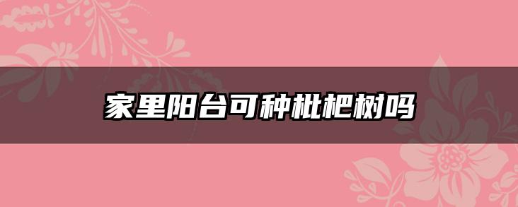 家里阳台可种枇杷树吗