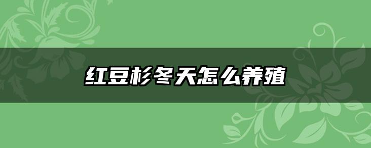 红豆杉冬天怎么养殖