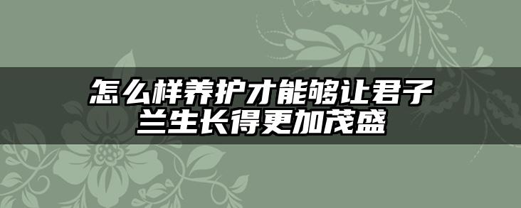 怎么样养护才能够让君子兰生长得更加茂盛