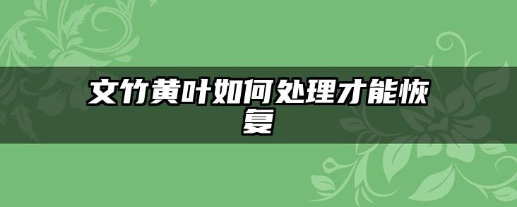 文竹黄叶如何处理才能恢复