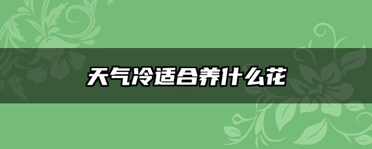 天气冷适合养什么花
