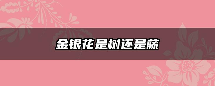 金银花是树还是藤