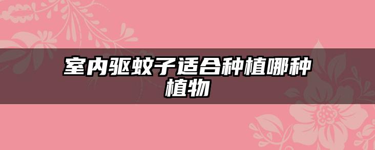 室内驱蚊子适合种植哪种植物