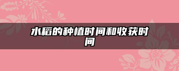 水稻的种植时间和收获时间