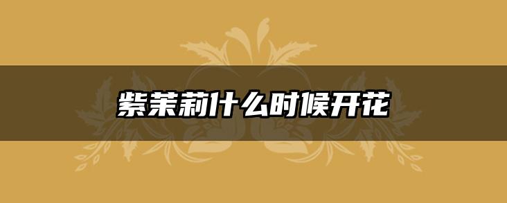 紫茉莉什么时候开花
