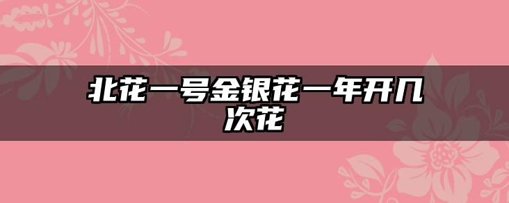 北花一号金银花一年开几次花