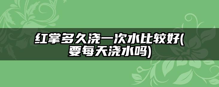 红掌多久浇一次水比较好(要每天浇水吗)