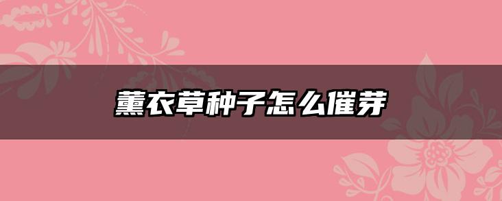 薰衣草种子怎么催芽