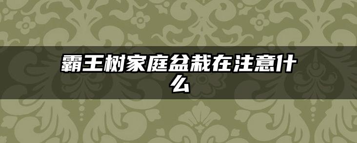 霸王树家庭盆栽在注意什么