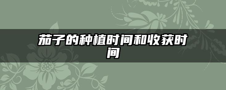 茄子的种植时间和收获时间