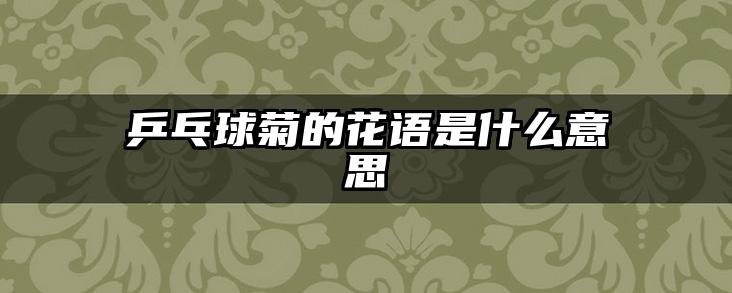 乒乓球菊的花语是什么意思