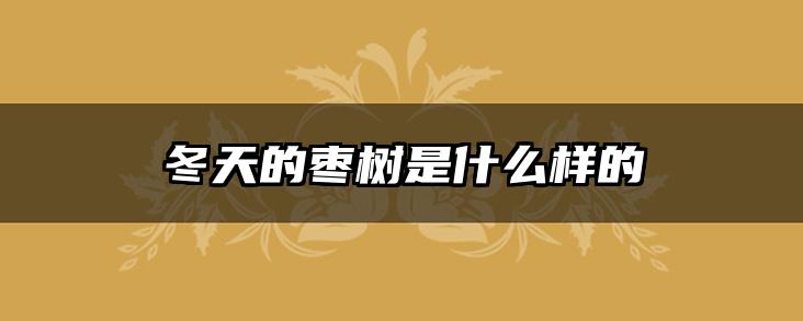 冬天的枣树是什么样的