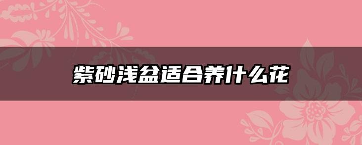 紫砂浅盆适合养什么花