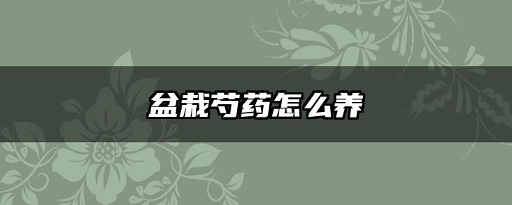 盆栽芍药怎么养