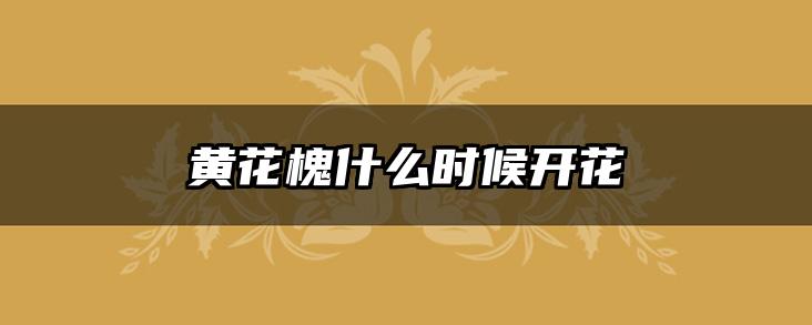 黄花槐什么时候开花