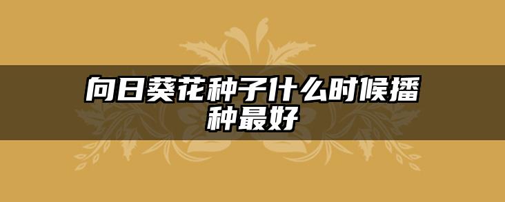 向日葵花种子什么时候播种最好
