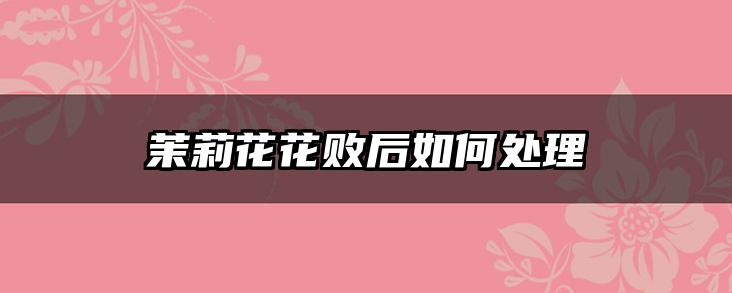 茉莉花花败后如何处理