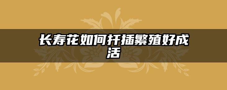 长寿花如何扦插繁殖好成活