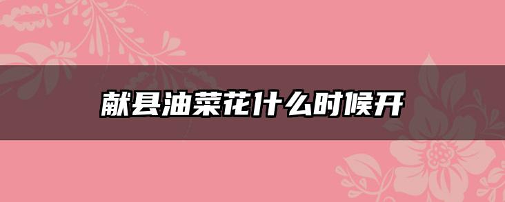 献县油菜花什么时候开