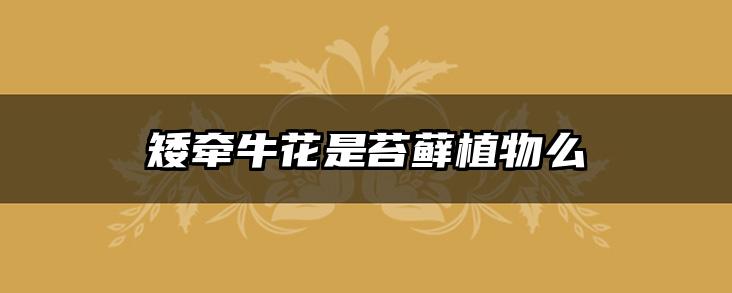 矮牵牛花是苔藓植物么