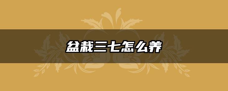 盆栽三七怎么养