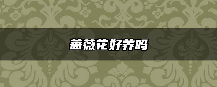 蔷薇花好养吗