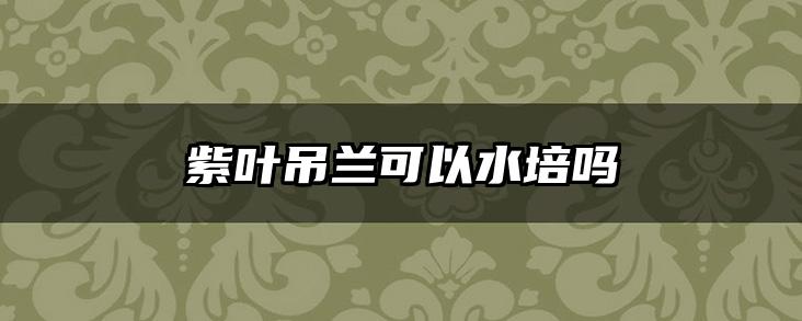 紫叶吊兰可以水培吗