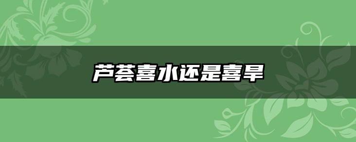 芦荟喜水还是喜旱
