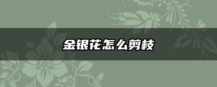 金银花怎么剪枝