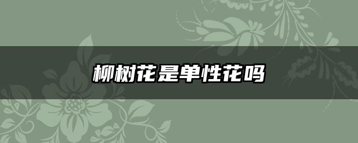 柳树花是单性花吗