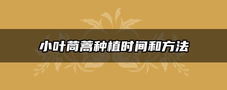 小叶茼蒿种植时间和方法