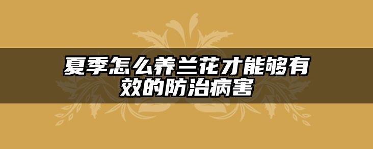 夏季怎么养兰花才能够有效的防治病害