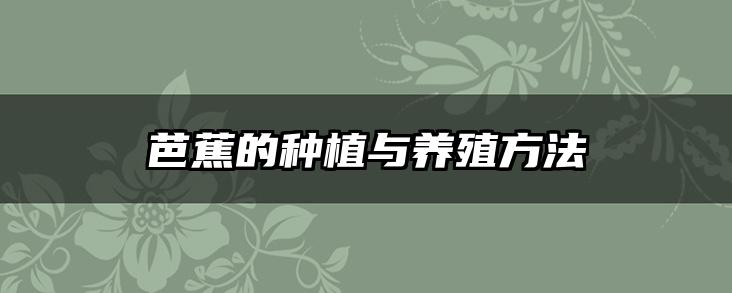 芭蕉的种植与养殖方法
