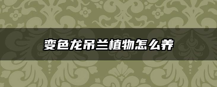 变色龙吊兰植物怎么养