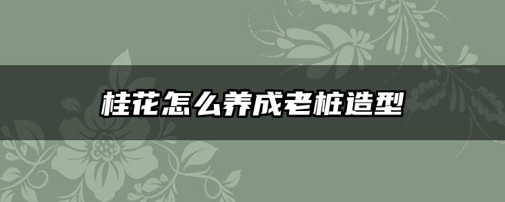 桂花怎么养成老桩造型
