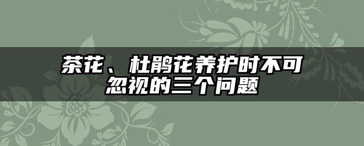 茶花、杜鹃花养护时不可忽视的三个问题
