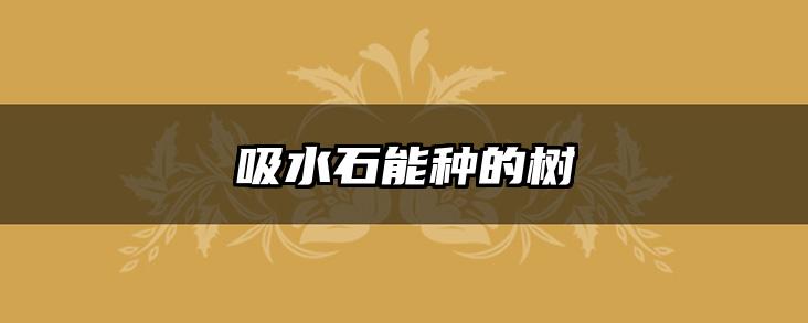 吸水石能种的树