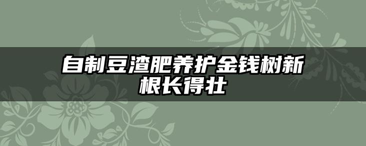 自制豆渣肥养护金钱树新根长得壮