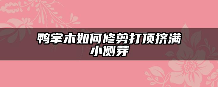 鸭掌木如何修剪打顶挤满小侧芽