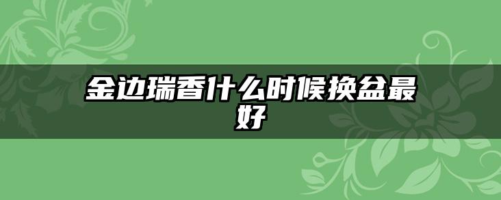 金边瑞香什么时候换盆最好