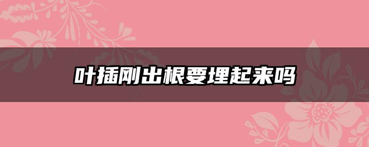 叶插刚出根要埋起来吗