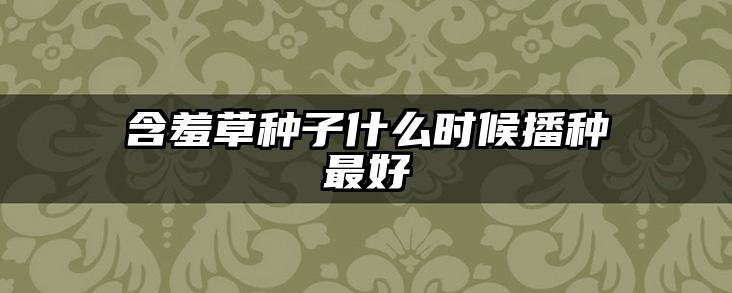 含羞草种子什么时候播种最好