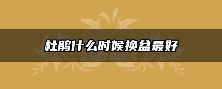 杜鹃什么时候换盆最好