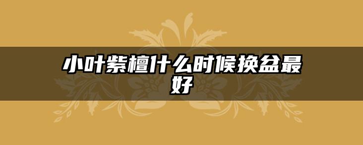 小叶紫檀什么时候换盆最好