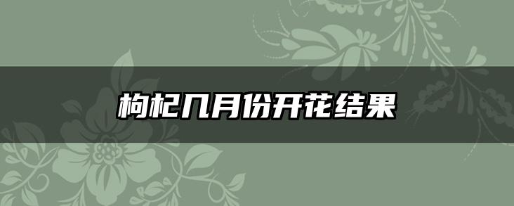枸杞几月份开花结果