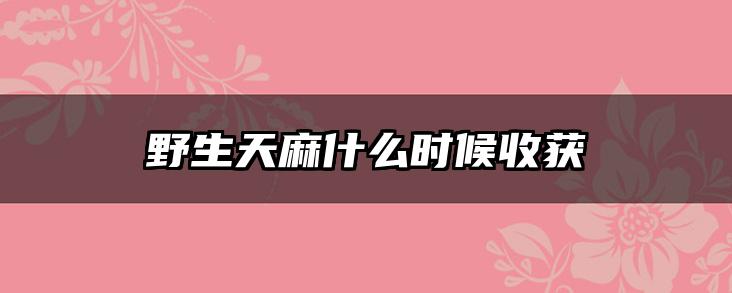 野生天麻什么时候收获