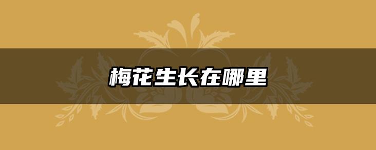梅花生长在哪里